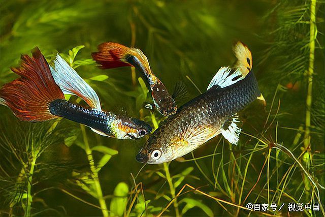 鳳尾魚夏天為什么總死，養鳳尾魚總養不活摸清這幾點,小魚多陪你兩三年 鳳尾魚夏天為什么總死，養鳳尾魚總養不活摸清這幾點,小魚多陪你兩三年 龍魚論壇 第1張