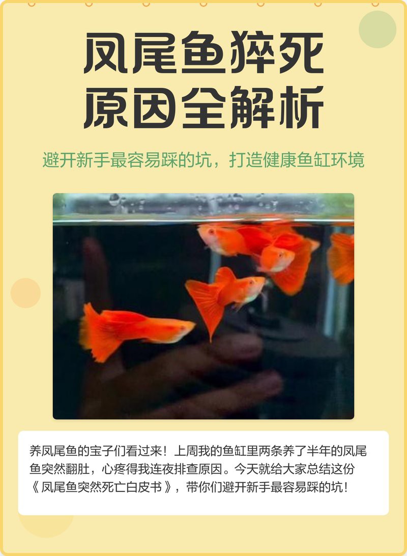 鳳尾魚夏天為什么總死，養鳳尾魚總養不活摸清這幾點,小魚多陪你兩三年 鳳尾魚夏天為什么總死，養鳳尾魚總養不活摸清這幾點,小魚多陪你兩三年 龍魚論壇 第4張