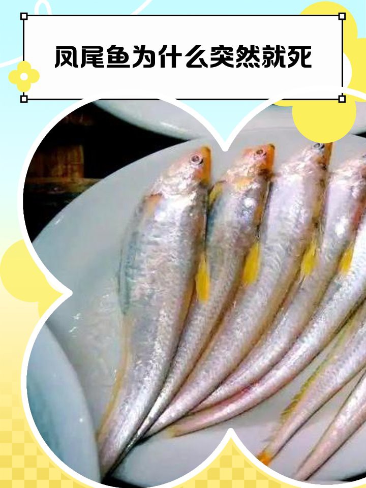 鳳尾魚夏天為什么總死，養鳳尾魚總養不活摸清這幾點,小魚多陪你兩三年 鳳尾魚夏天為什么總死，養鳳尾魚總養不活摸清這幾點,小魚多陪你兩三年 龍魚論壇 第2張