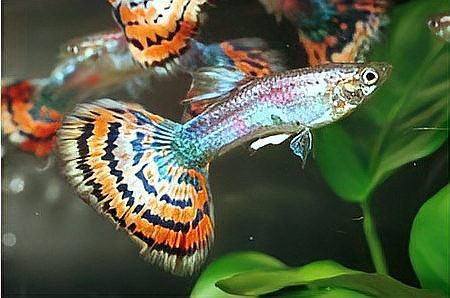 鳳尾魚夏天為什么總死，養鳳尾魚總養不活摸清這幾點,小魚多陪你兩三年 鳳尾魚夏天為什么總死，養鳳尾魚總養不活摸清這幾點,小魚多陪你兩三年 龍魚論壇 第6張