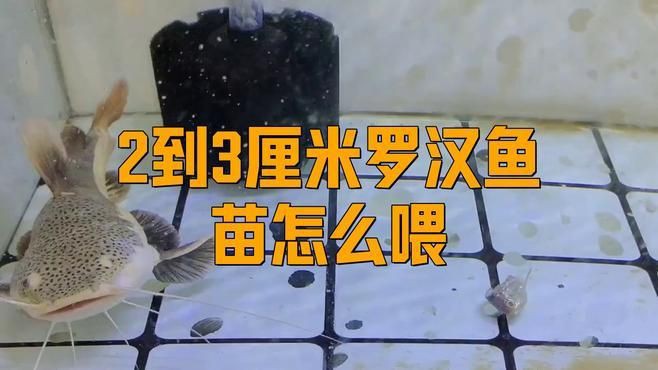 羅漢魚幼苗2厘米怎么養(yǎng)，2厘米羅漢魚幼苗怎么喂漫影視界羅漢魚苗飼養(yǎng)技巧