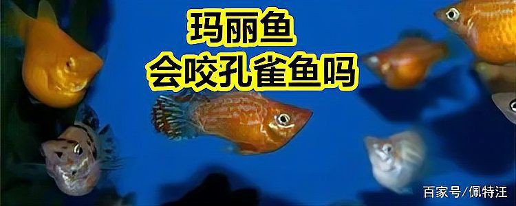 瑪麗球魚(yú)咬別的魚(yú)，寵物喂養(yǎng)秘籍，魚(yú)咬魚(yú)的解決方法