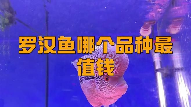 羅漢魚哪個品種最貴，德薩斯羅漢魚最貴三個品種daddy控版展開