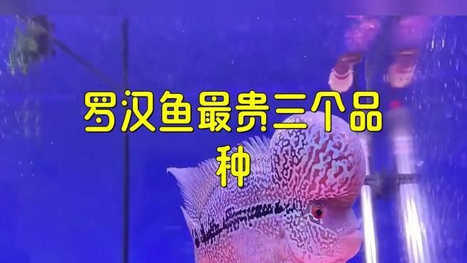 羅漢魚哪個品種最貴，德薩斯羅漢魚最貴三個品種daddy控版展開
