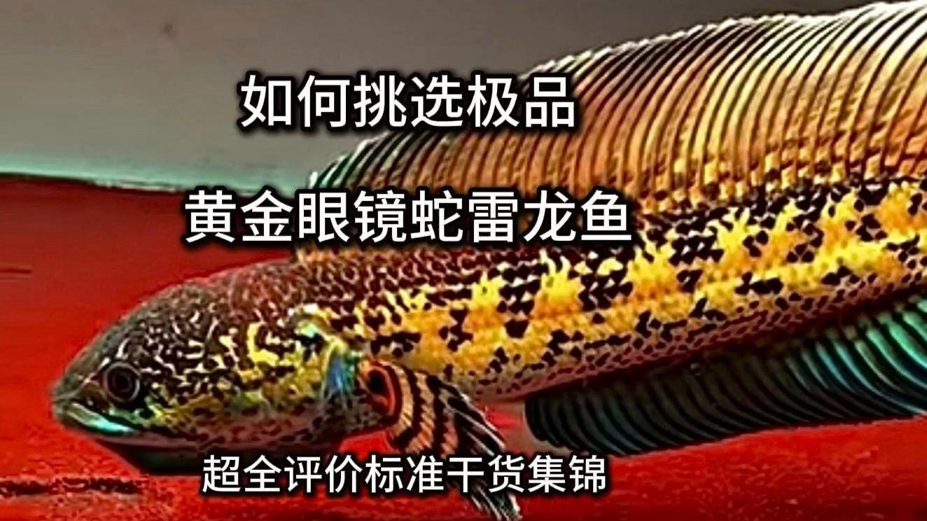 如何挑選高顏值的雷龍魚？，如何挑選高顏值雷龍魚？