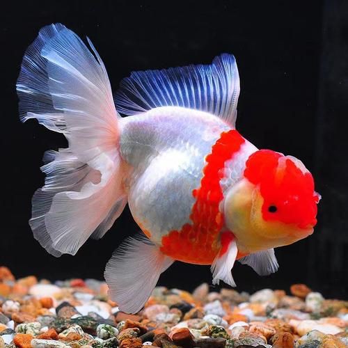 漂亮的觀賞魚圖片，《漂亮的觀賞魚圖片》圖集展現不同品系的獨特魅力