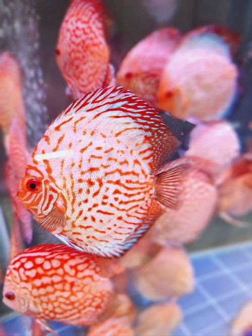 漂亮的觀賞魚圖片，《漂亮的觀賞魚圖片》圖集展現不同品系的獨特魅力