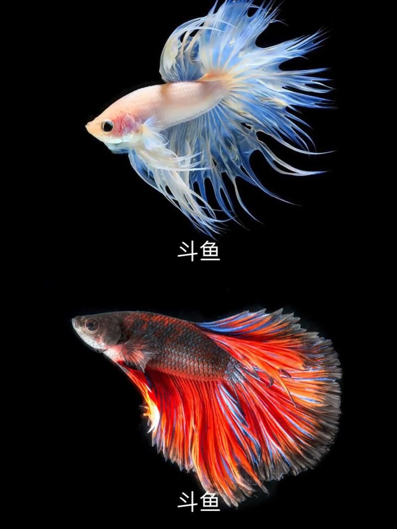 漂亮的觀賞魚圖片，《漂亮的觀賞魚圖片》圖集展現不同品系的獨特魅力