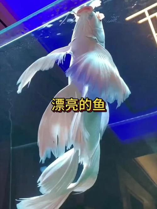 漂亮的觀賞魚圖片，《漂亮的觀賞魚圖片》圖集展現不同品系的獨特魅力