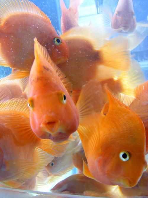 漂亮的觀賞魚圖片，《漂亮的觀賞魚圖片》圖集展現不同品系的獨特魅力