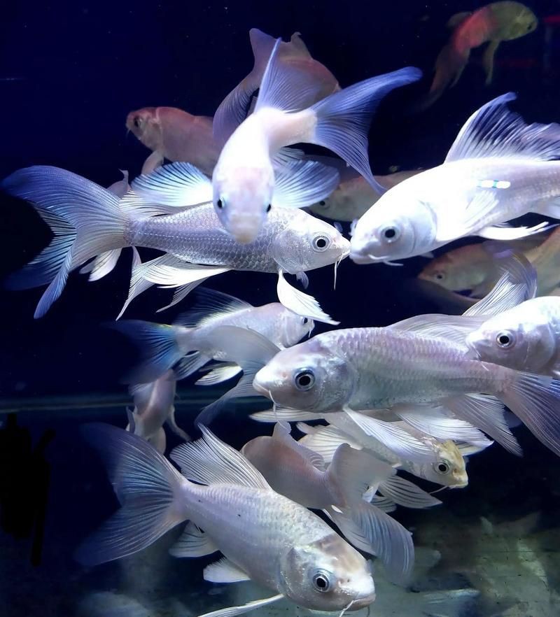 漂亮的觀賞魚圖片，《漂亮的觀賞魚圖片》圖集展現不同品系的獨特魅力