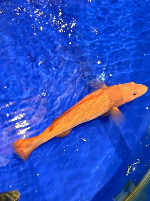 漂亮的觀賞魚圖片，《漂亮的觀賞魚圖片》圖集展現不同品系的獨特魅力