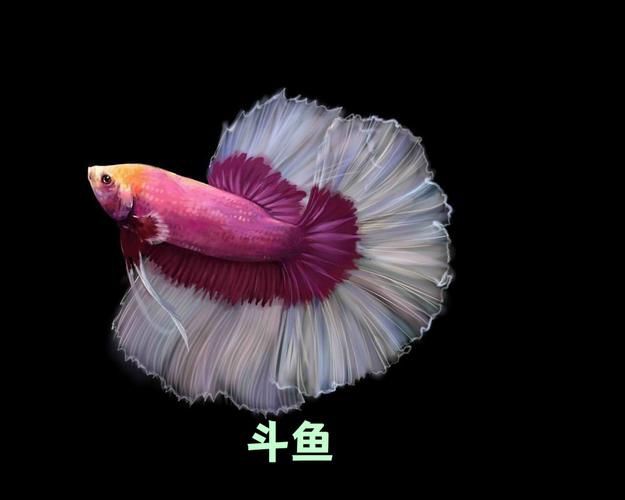 漂亮的觀賞魚圖片，《漂亮的觀賞魚圖片》圖集展現不同品系的獨特魅力