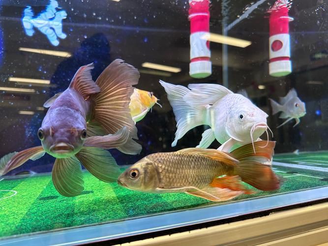 漂亮的觀賞魚圖片，《漂亮的觀賞魚圖片》圖集展現不同品系的獨特魅力