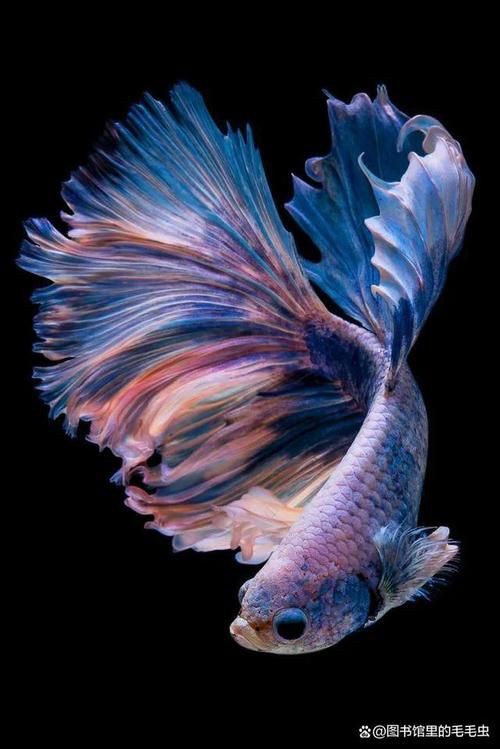 漂亮的觀賞魚圖片，《漂亮的觀賞魚圖片》圖集展現不同品系的獨特魅力