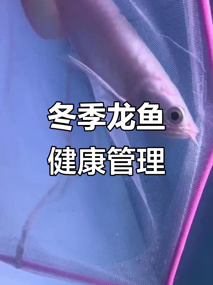 如何判斷龍魚是否得了黑霉?。?，龍魚得了水霉病怎么治療最有效的方法原來在這里！ 如何判斷龍魚是否得了黑霉病？，龍魚得了水霉病怎么治療最有效的方法原來在這里！ 龍魚論壇 第7張