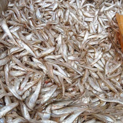 刀魚價格表2025，2018年8月刀魚市場價格趨勢分析