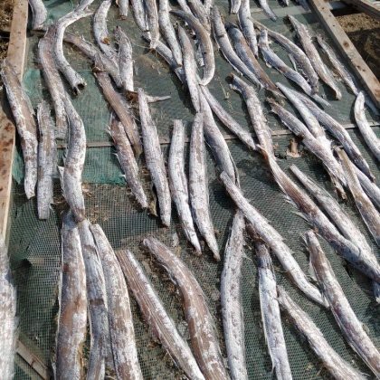 刀魚價格表2025，2018年8月刀魚市場價格趨勢分析