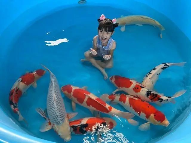 什么叫芥子錦鯉，“芥子錦鯉”是錦鯉中的獨(dú)特使命名源于小西養(yǎng)鯉場(chǎng)的培育