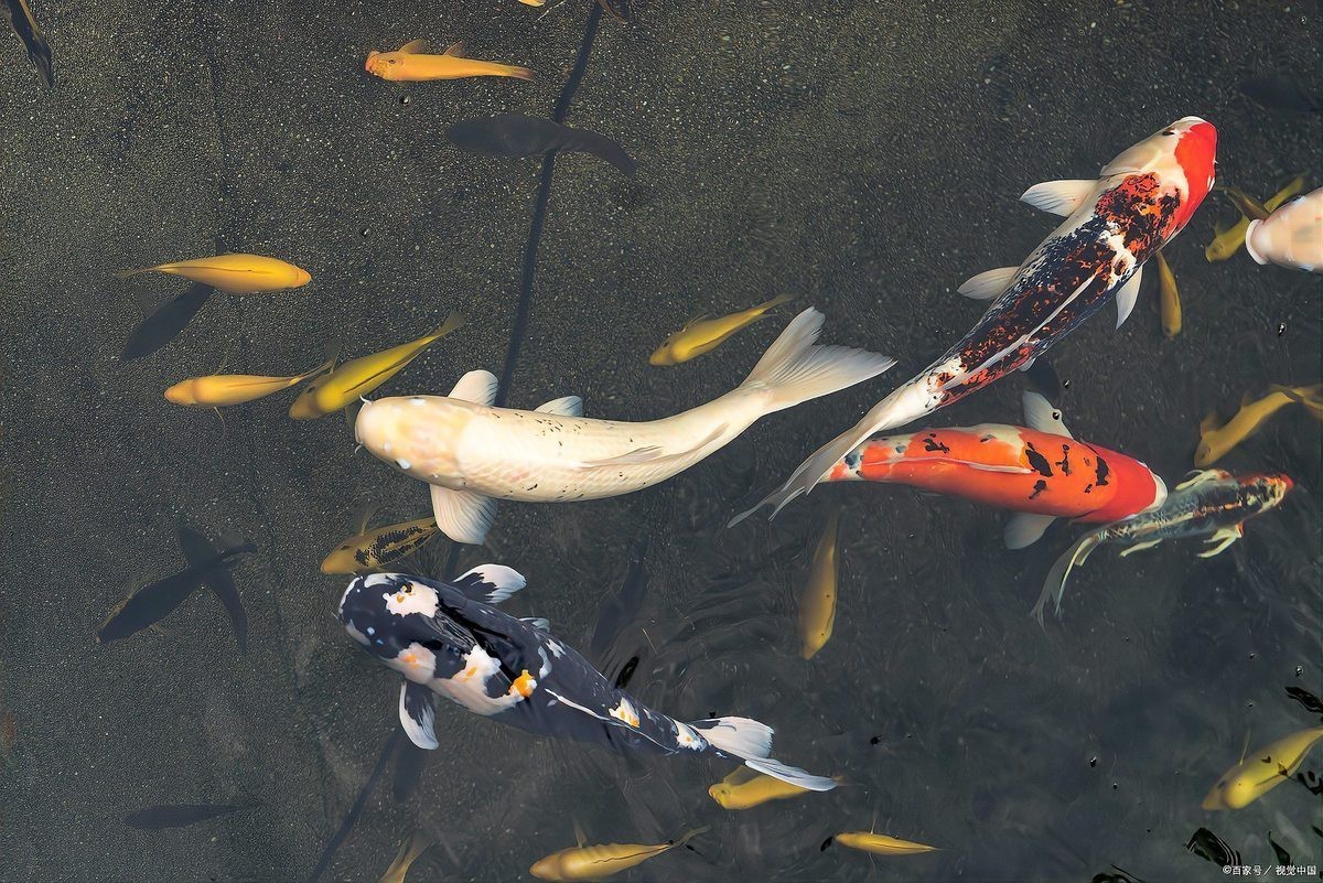 什么叫芥子錦鯉，“芥子錦鯉”是錦鯉中的獨(dú)特使命名源于小西養(yǎng)鯉場(chǎng)的培育
