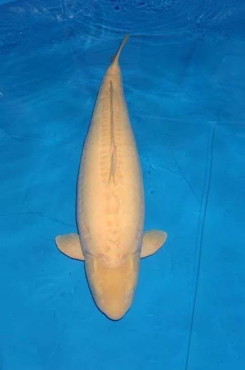 什么叫芥子錦鯉，“芥子錦鯉”是錦鯉中的獨(dú)特使命名源于小西養(yǎng)鯉場(chǎng)的培育