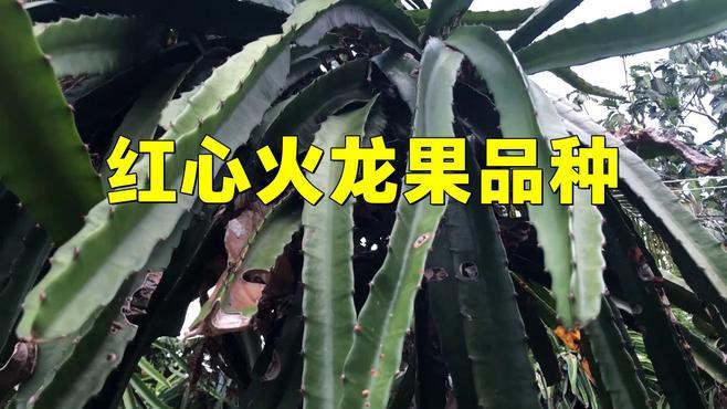 紅龍果哪個品種最甜？，探尋紅龍果中最甜的品種