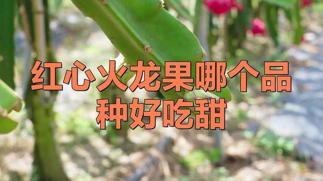 紅龍果哪個品種最甜？，探尋紅龍果中最甜的品種