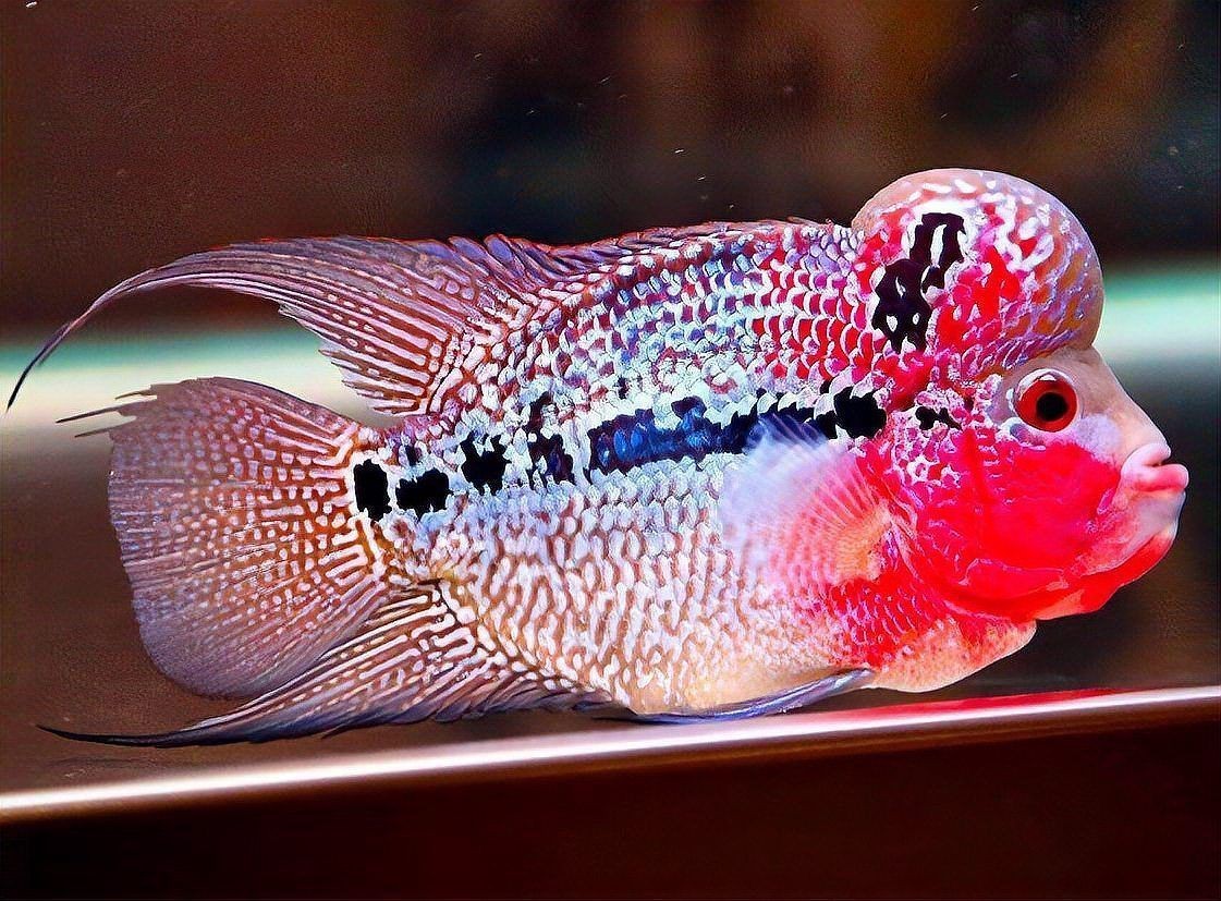 羅漢魚最忌諱三個地方，《羅漢魚最忌諱三個地方》聚焦于羅漢魚養護中的關鍵區域