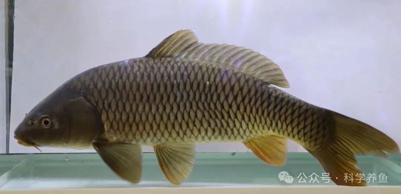 什么品種的鯉魚可以長很大，巨型鯉魚生長極限