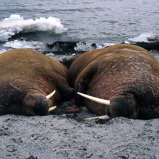 海象吃什么食物？，北極海洋哺乳動物(odobenusrosmarus)