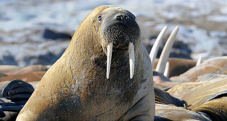海象吃什么食物？，北極海洋哺乳動物(odobenusrosmarus)