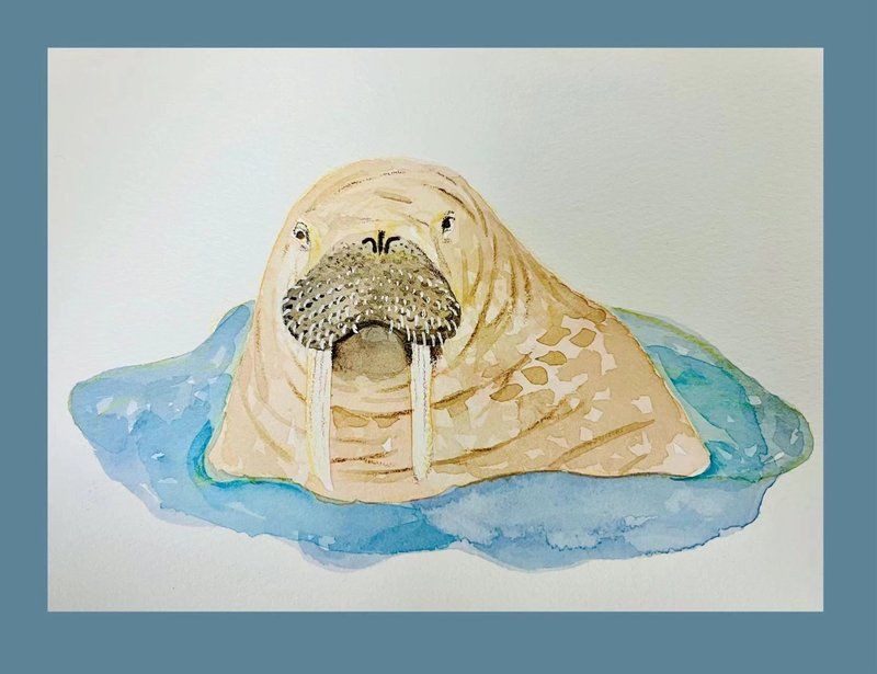 海象吃什么食物？，北極海洋哺乳動物(odobenusrosmarus)