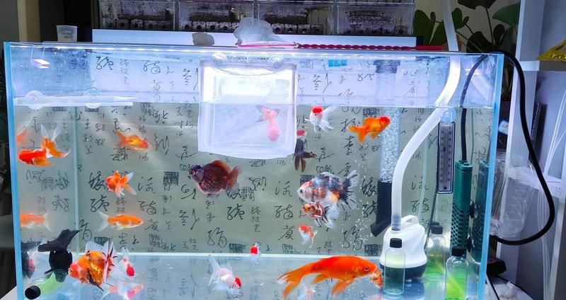 長沙魚缸維護(hù)，長沙水族魚缸科學(xué)維護(hù)指南