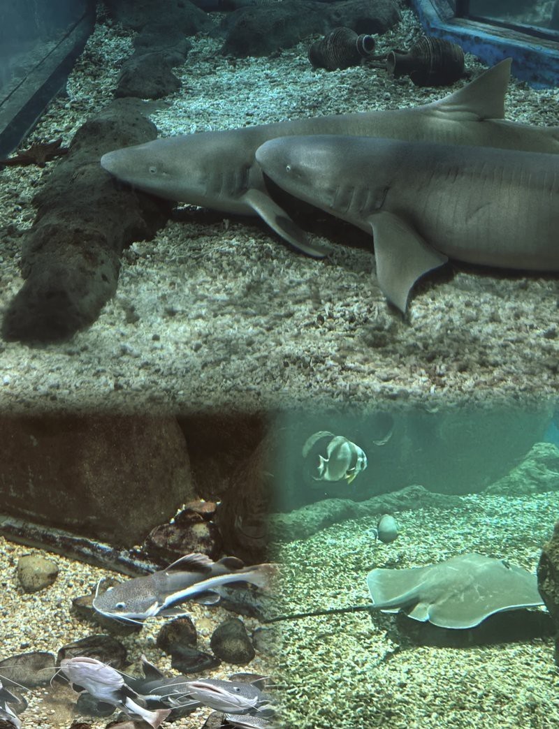 羅源水族店，福州羅源灣海洋世界怎么樣