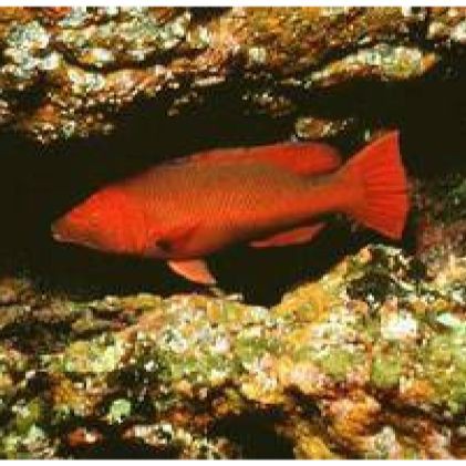 紅龍魚(yú)生長(zhǎng)環(huán)境要求，紅龍魚(yú)怎么養(yǎng)最好西北風(fēng)都要喝出個(gè)咸淡“風(fēng)水魚(yú)”