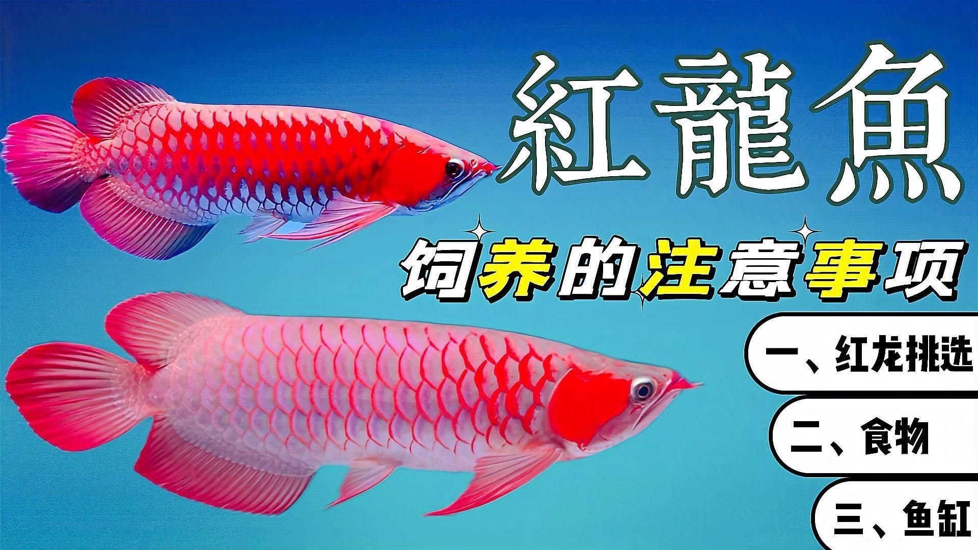 紅龍魚飼養方法及注意事項，《紅龍魚飼養方法及注意事項》