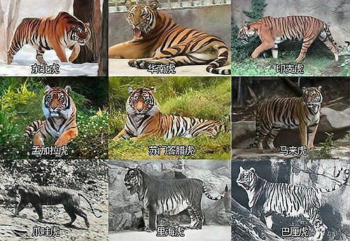 緬甸有老虎骨頭怎么賣，山西晚報(bào),緬甸野生動(dòng)物交易揭秘,低廉價(jià)格吸引食客品嘗微光拾趣