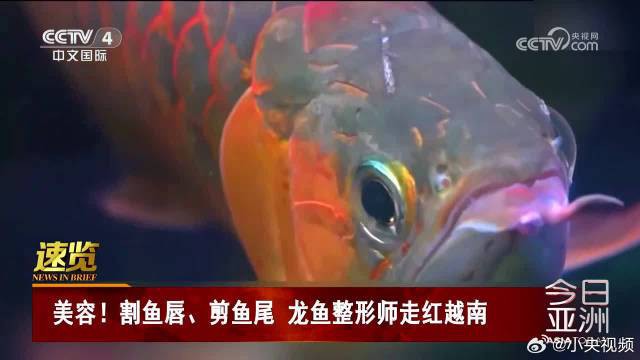 皋蘭龍魚店，皋蘭龍魚店有哪些品種的龍魚