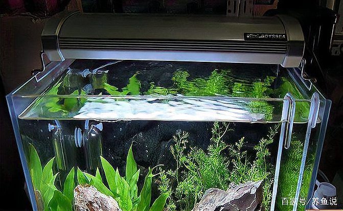 養(yǎng)紅龍魚晚上關(guān)不關(guān)燈，《養(yǎng)紅龍魚晚上關(guān)燈》紅龍魚夜間光照的六大核心要素