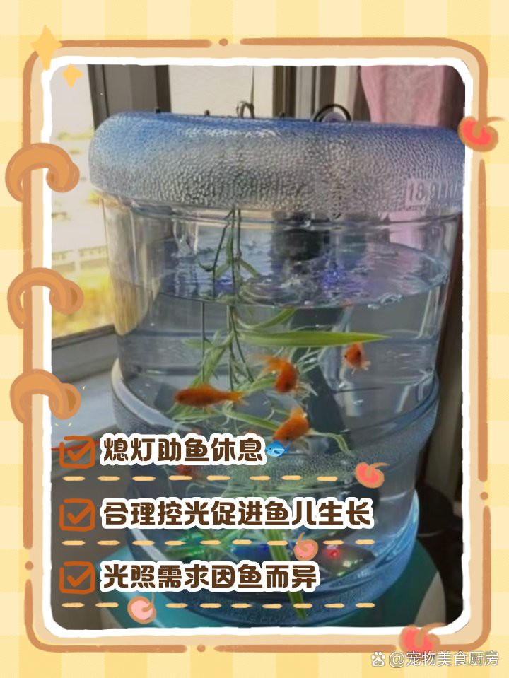 養(yǎng)紅龍魚晚上關(guān)不關(guān)燈，《養(yǎng)紅龍魚晚上關(guān)燈》紅龍魚夜間光照的六大核心要素