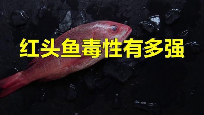 紅頭利魚為何要少吃，《紅頭利魚為何要少吃》