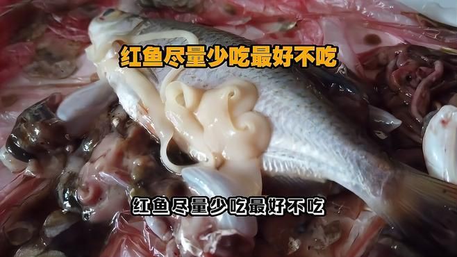 紅頭利魚為何要少吃，《紅頭利魚為何要少吃》