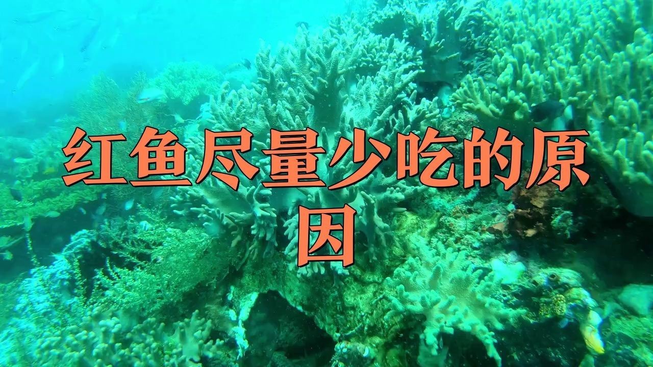 紅頭利魚為何要少吃，《紅頭利魚為何要少吃》