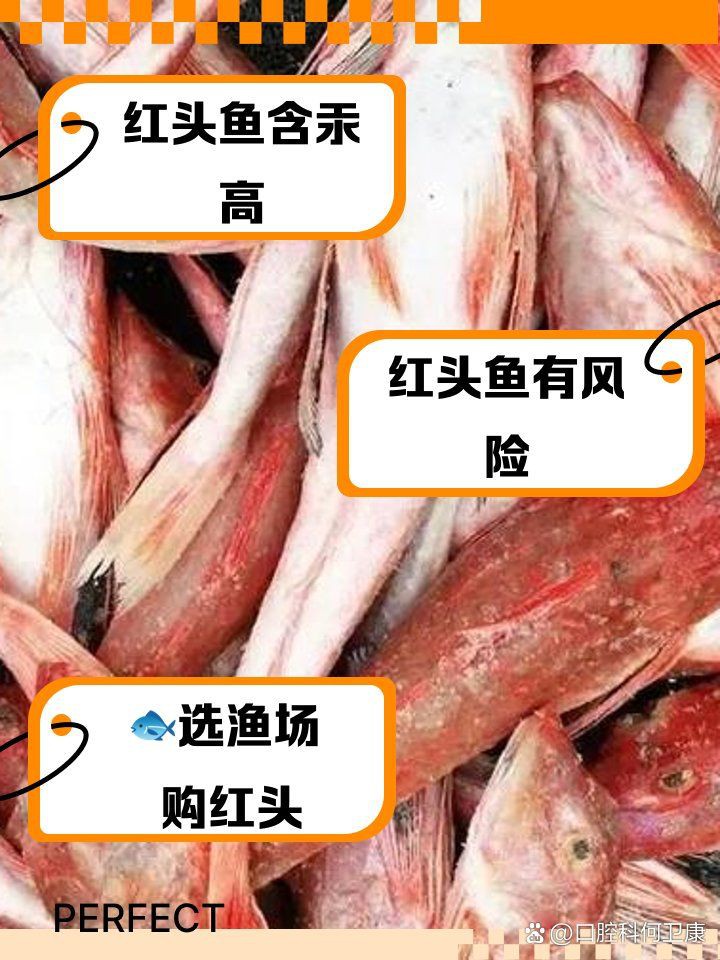 紅頭利魚為何要少吃，《紅頭利魚為何要少吃》