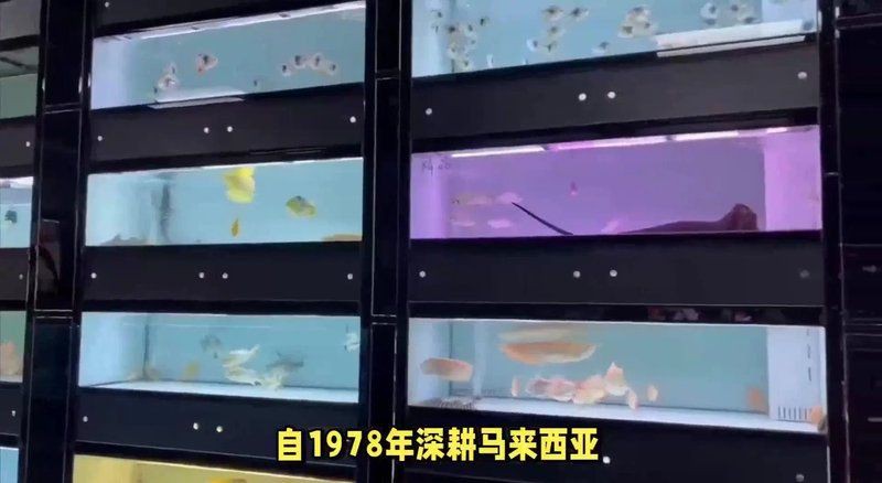 給我推薦幾家其他優質龍魚漁場，馬來西亞祥龍魚場