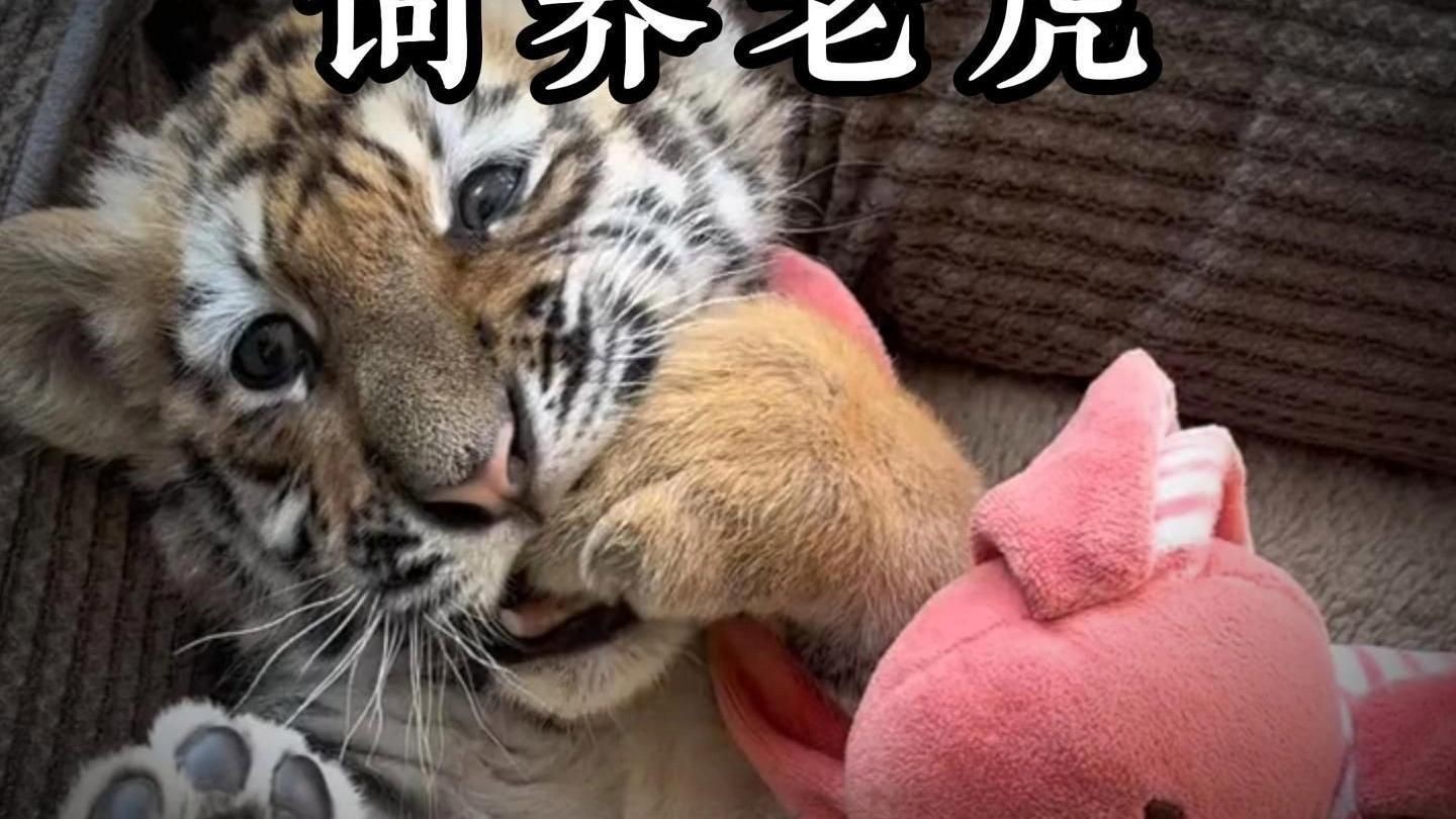 老虎養大了會咬主人嗎，老虎從小養大,會攻擊主人嗎