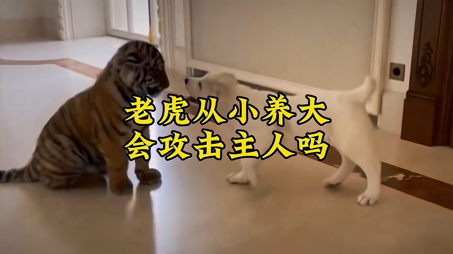 老虎養大了會咬主人嗎，老虎從小養大,會攻擊主人嗎