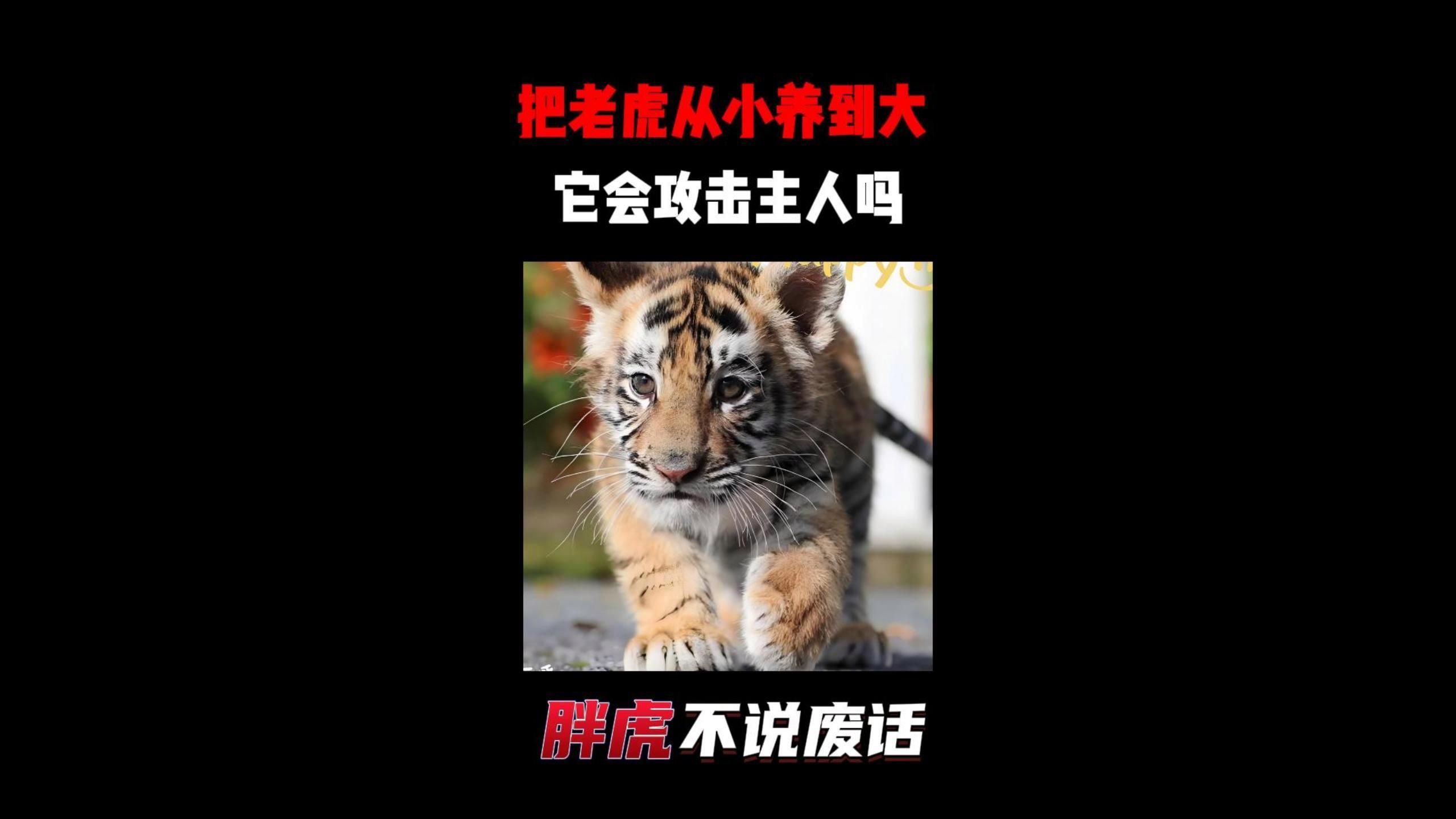 老虎養大了會咬主人嗎，老虎從小養大,會攻擊主人嗎