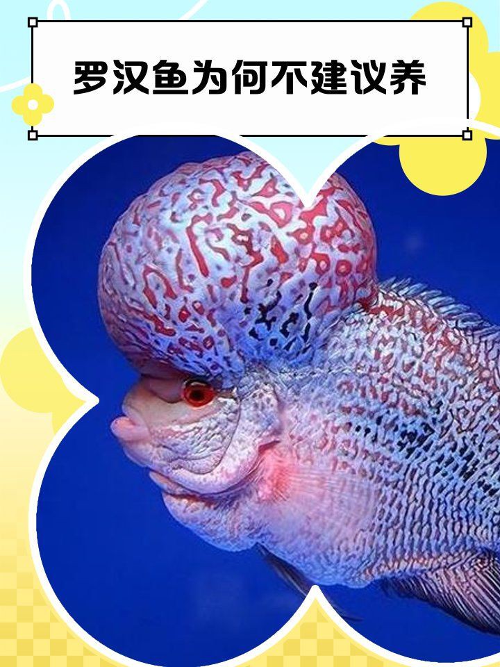 羅漢魚為何不建議養，羅漢魚為何不建議養寵物成長日記