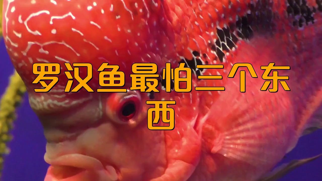 羅漢魚為何不建議養(yǎng)，羅漢魚為何不建議養(yǎng)寵物成長日記